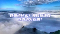蒼蠅怕什么？如何快速有效的消滅蒼蠅？