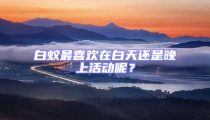 白蟻?zhàn)钕矚g在白天還是晚上活動呢？