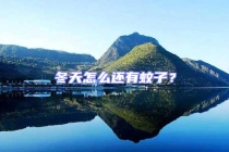 冬天怎么還有蚊子？