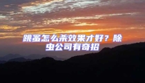 跳蚤怎么殺效果才好？除蟲(chóng)公司有奇招