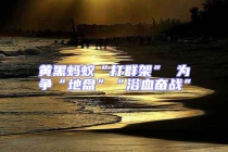 黃黑螞蟻“打群架” 為爭(zhēng)“地盤”“浴血奮戰(zhàn)”