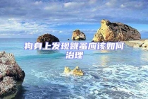 狗身上發(fā)現(xiàn)跳蚤應該如何治理