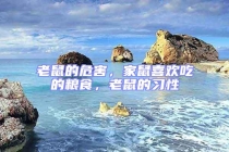 老鼠的危害，家鼠喜歡吃的糧食，老鼠的習(xí)性