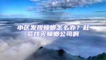 小區(qū)發(fā)現(xiàn)蟑螂怎么辦？趕緊找滅蟑螂公司啊