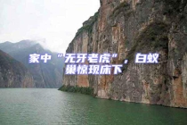 家中“無牙老虎”，白蟻巢驚現(xiàn)床下