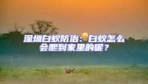 深圳白蟻防治：白蟻怎么會爬到家里的呢？