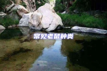 常見(jiàn)老鼠種類(lèi)