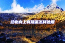 動物身上有跳蚤怎樣處理