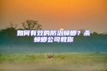 如何有效的防治蟑螂？殺蟑螂公司教你