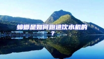 蟑螂是如何跑進(jìn)飲水機(jī)的？