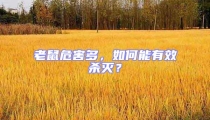 老鼠危害多，如何能有效殺滅？