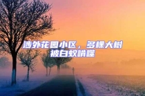 涉外花園小區(qū)，多棵大樹(shù)被白蟻啃噬