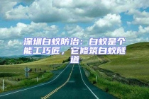 深圳白蟻防治：白蟻是個(gè)能工巧匠，它修筑白蟻隧道