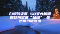 白蟻的災害 50歲大樹遭白蟻掏空難“站穩(wěn)” 轟然塌坍砸倒墻