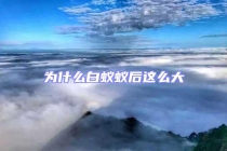 為什么白蟻蟻后這么大