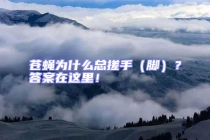 蒼蠅為什么總搓手（腳）？答案在這里！