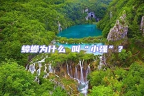 蟑螂為什么 叫“小強(qiáng)”？