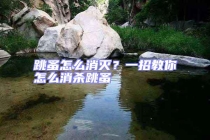 跳蚤怎么消滅？一招教你怎么消殺跳蚤