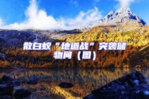 散白蟻“地道戰(zhàn)”突襲儲(chǔ)物間（圖）